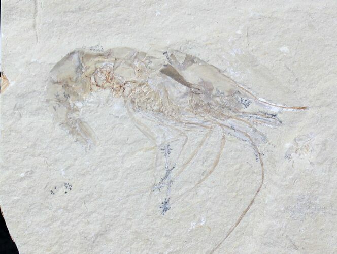 Cretaceous Fossil Shrimp Carpopenaeus - Lebanon #20898